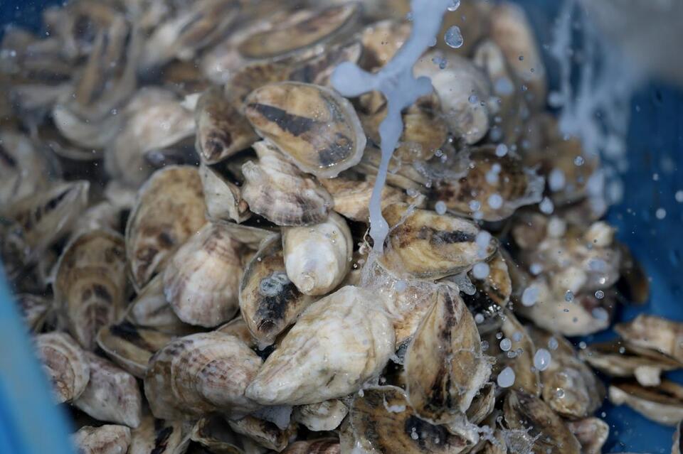 Hood Canal Shellfish Ban in Effect — Crab And Shrimp Are Not Affected ...