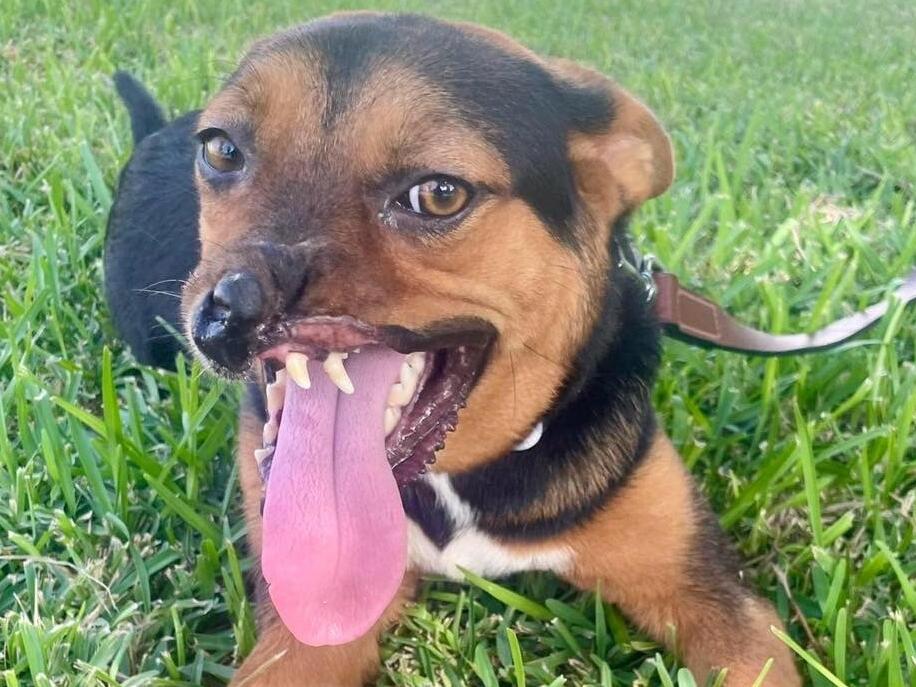 Meet The Sweet Dog Who Survived a Machete Attack Still Looking For Love