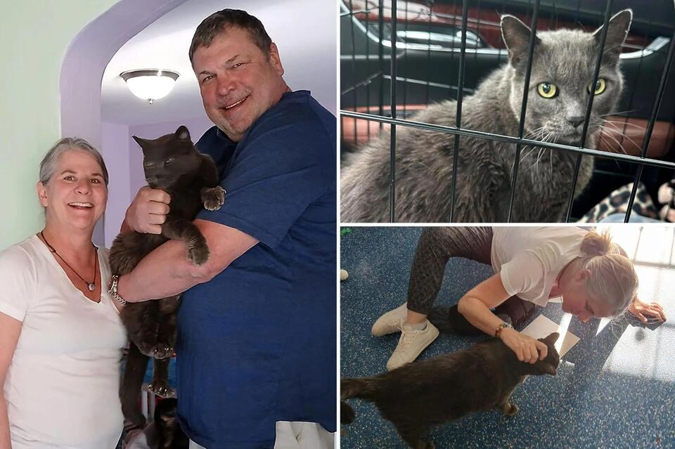 Nevada couple reunited with missing cat after 5 years and a 1,200-mile ...