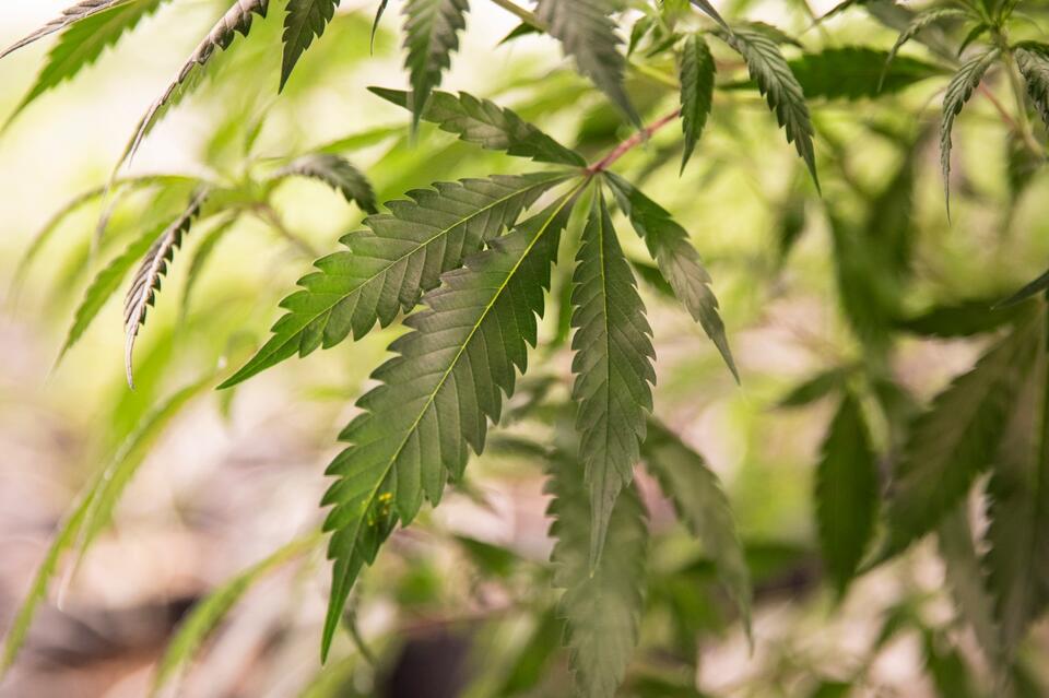 4/20: What you need to know for weed’s high holiday - NewsBreak