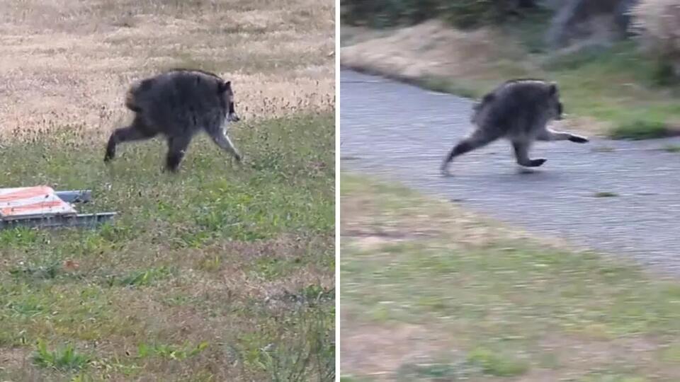 Jimothy the viral raccoon gets his own beer can tribute from a top Mass ...