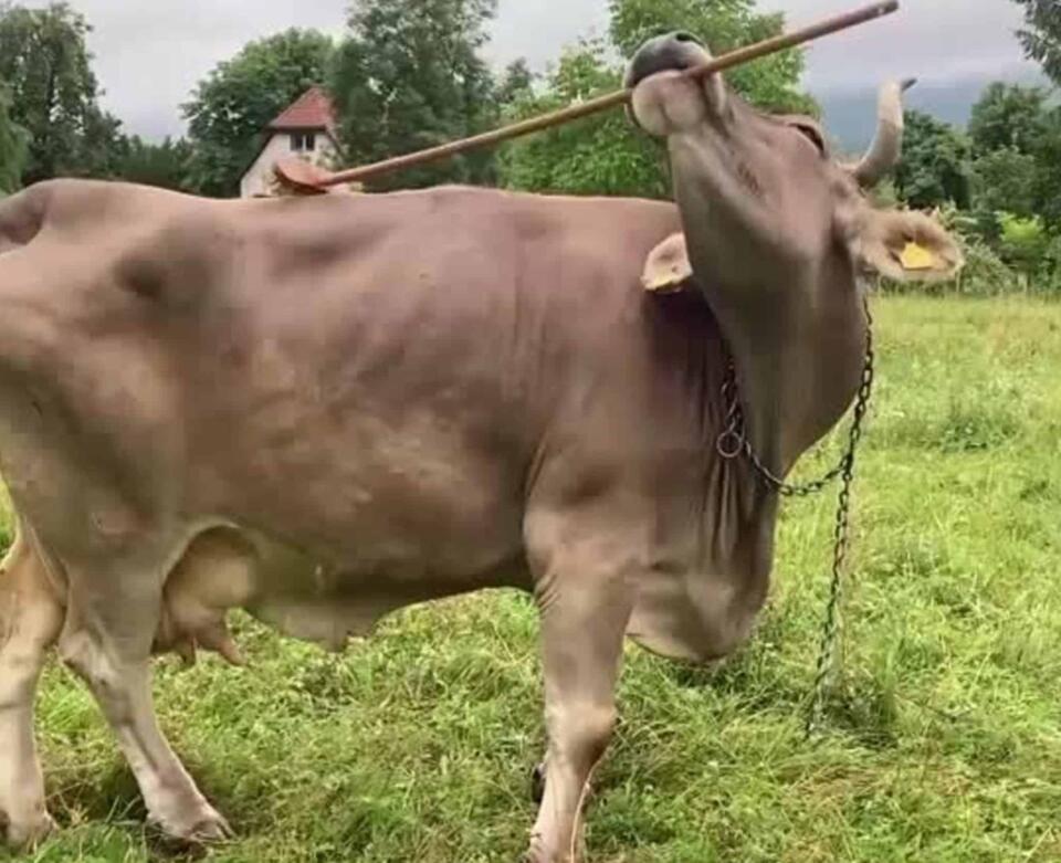 Veronika the Cow Is the First Ever Proven to Use Tools on Purpose ...
