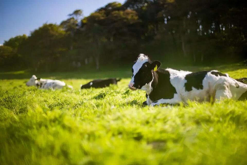 Livestock Grazing on Public Land in Montana: Permits, Fees, and Rules ...