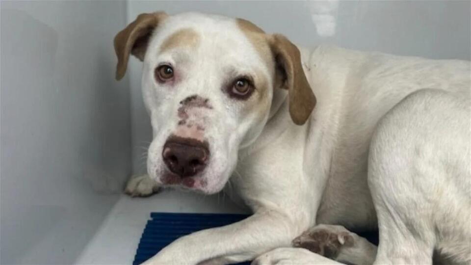 Dog escaped from Colorado Springs house fire, reunited with family ...