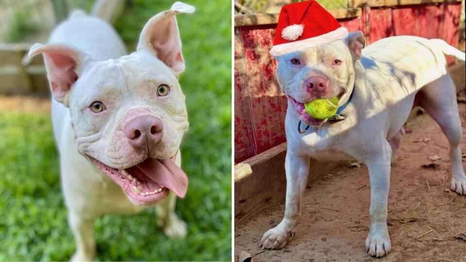 Young Dog Who Was Rescued From Streets as a Puppy is Still Looking For ...