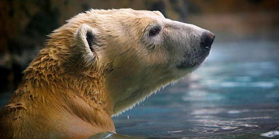 Former Oregon Zoo polar bear Nora showing signs of pregnancy, Wisconsin ...