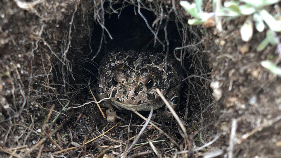 Young Yosemite toads survive winter, then emerge with a deadly fungus ...