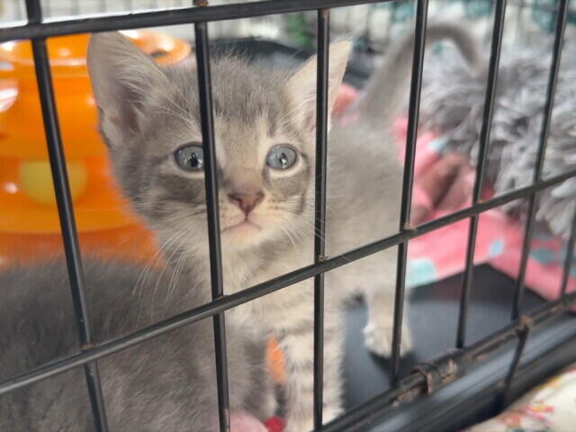 Baltimore’s street cat colonies are growing. Volunteers are trying to keep up