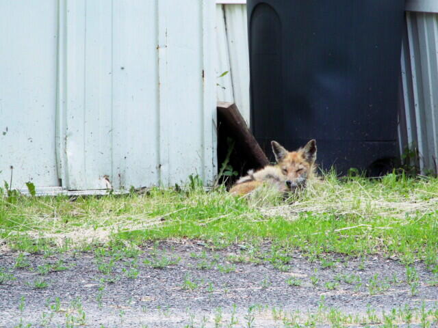 Fox found in West Baltimore yard tests positive for rabies - NewsBreak