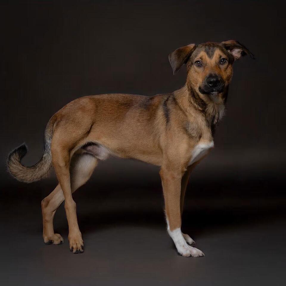 🐶 Playful & Loyal Dogs Waiting for Adoption in Port Richey - NewsBreak
