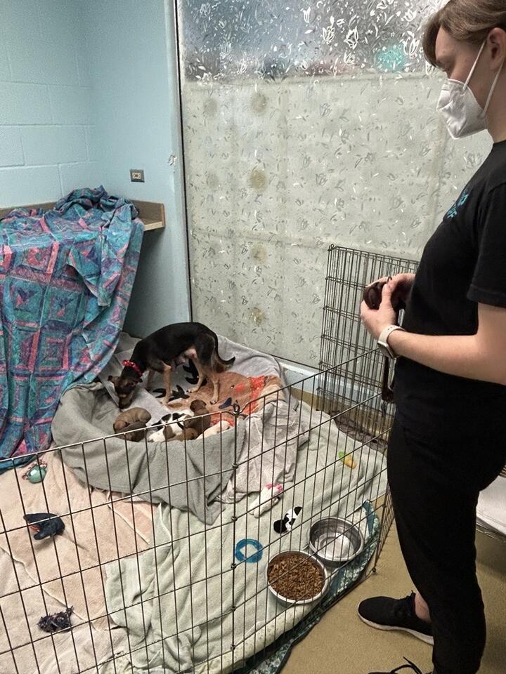 12 dogs receiving emergency care after Escondido apartment fire - NewsBreak