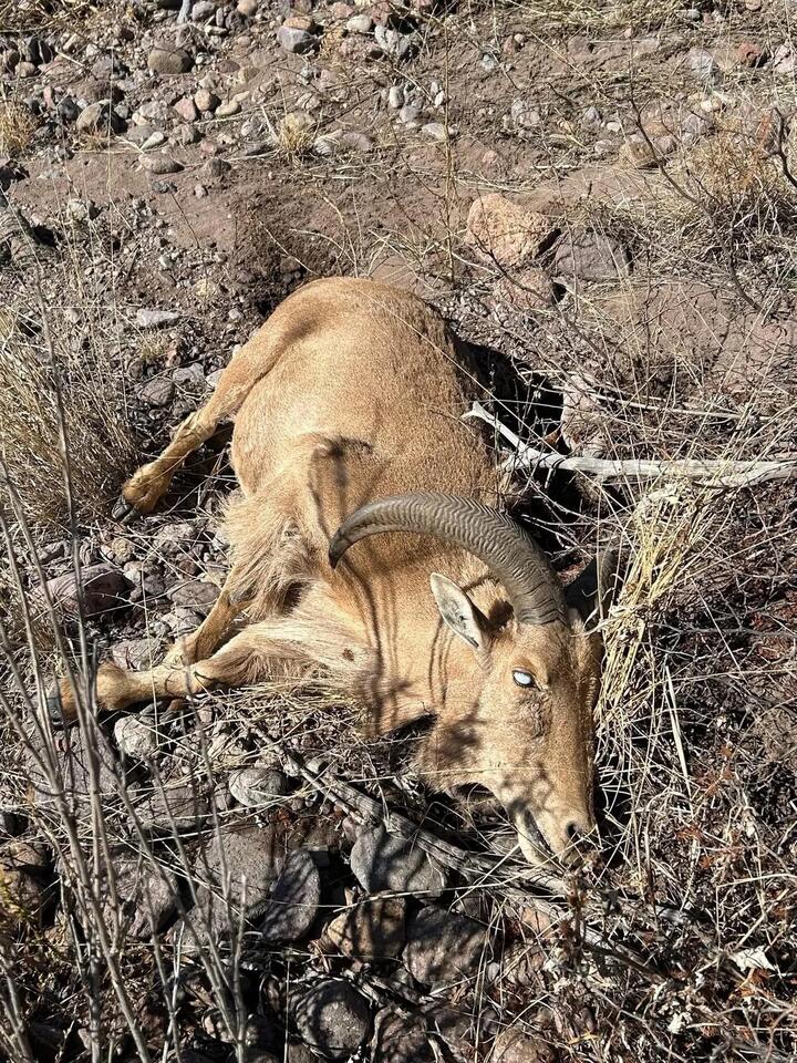 TPWD: Contagious Eye Disease Detected in Aoudad Across Three West Texas ...