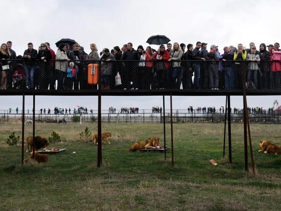 A worker at a Crimean wildlife park has been killed by lions