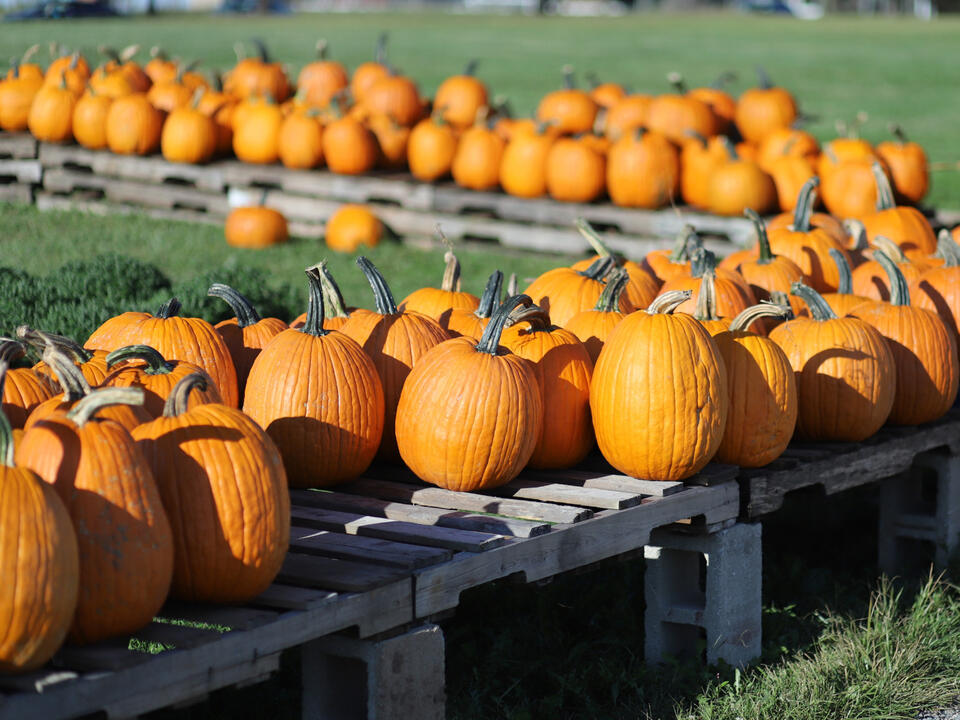 Visit the Pumpkin Capital of the World This Fall