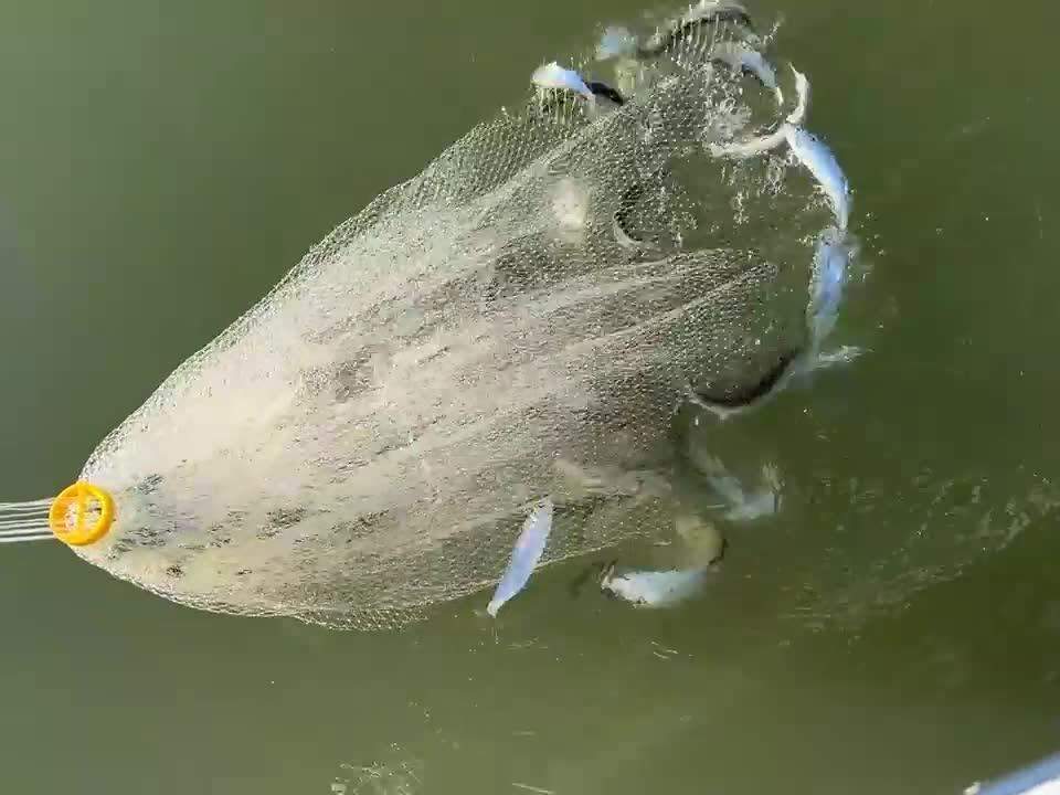 2024 San Francisco Bay Herring Spawn Season to Start The Lost Anchovy