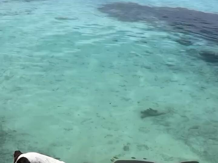 What would you do in this situation? Florida Dog Vin’sBestFriend Sharks Summer America News