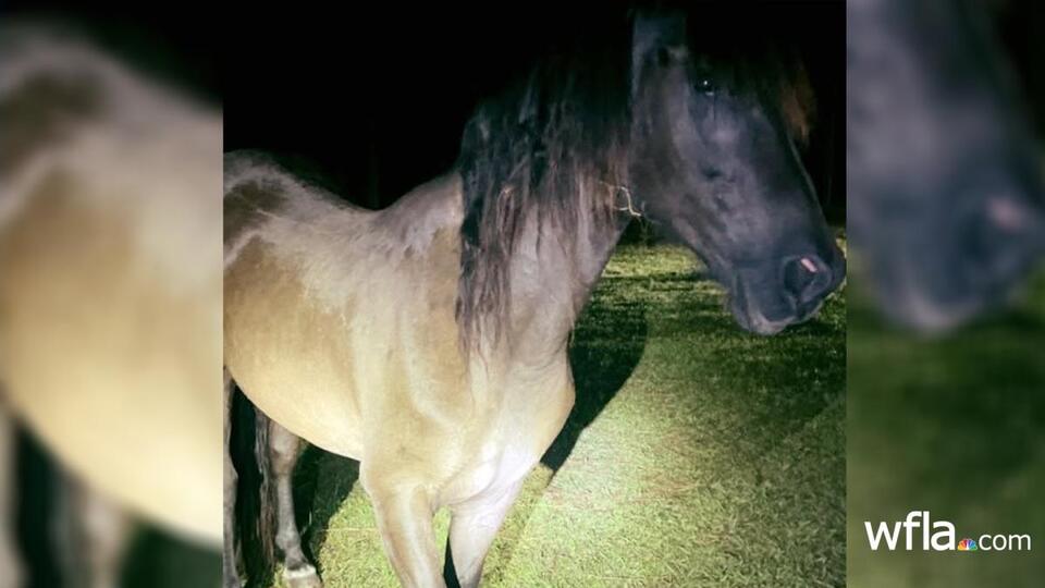 Florida man pleads guilty to shooting horse over money - NewsBreak
