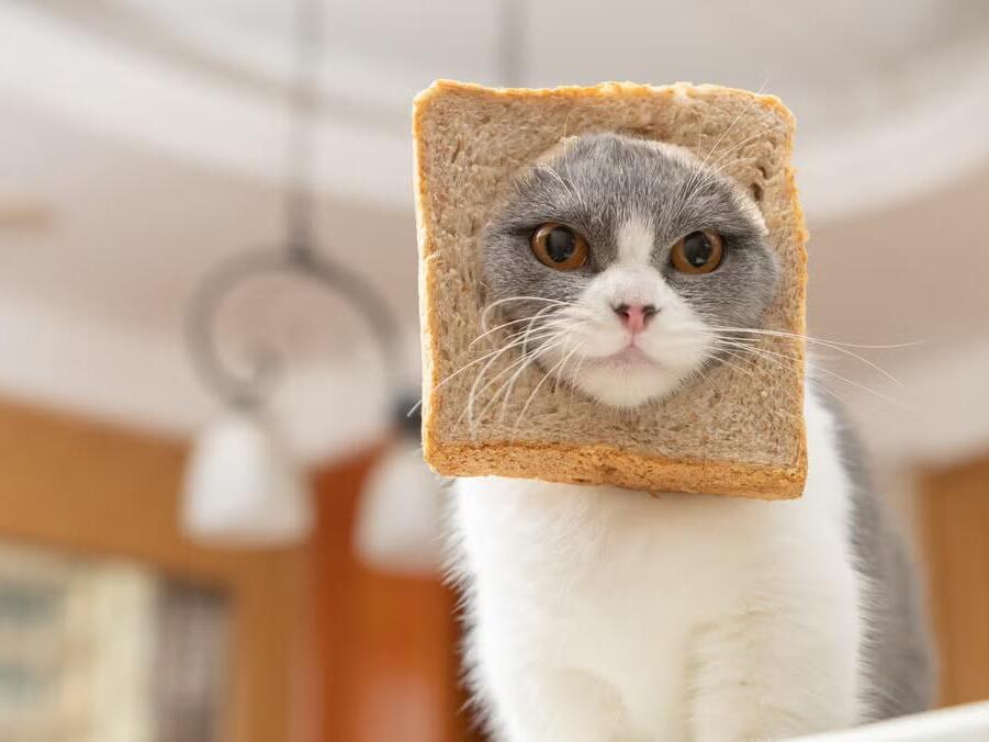 160 Cute and Funny Food Names for Cats