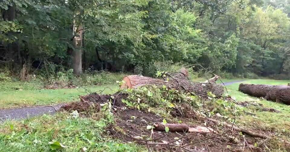 Parkland issues statement after tree branch injures student in Lehigh ...