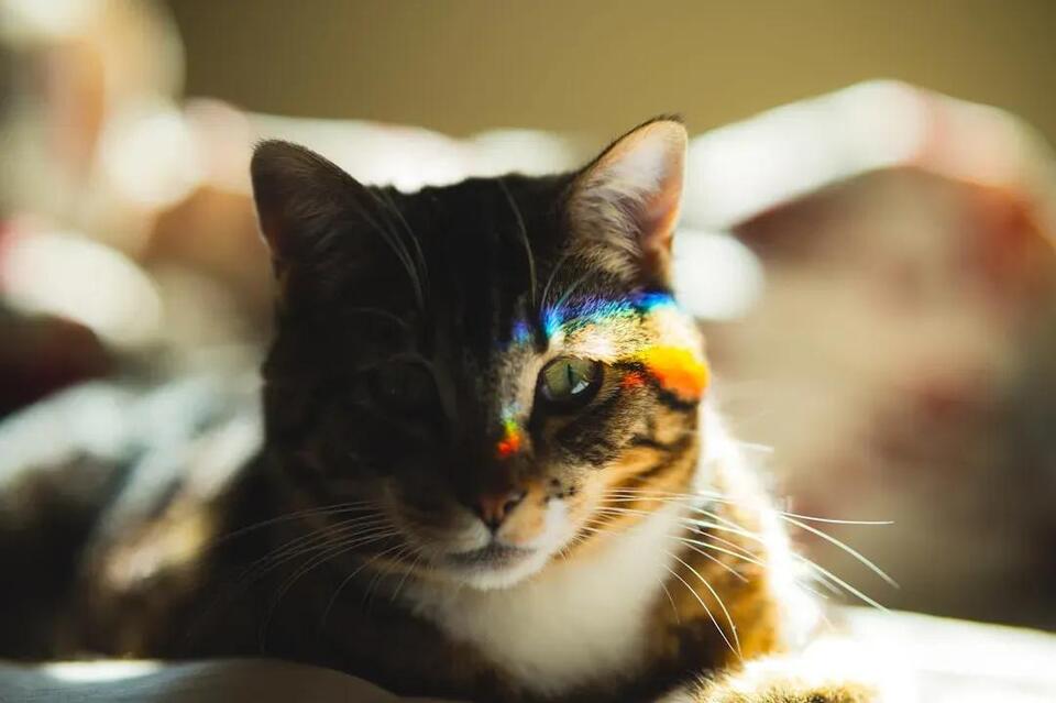 Cats Don’t Just ‘See’ the World, They Experience It Differently - NewsBreak