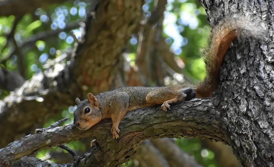 4 Types of Squirrels You’ll Find in Los Angeles: Complete ...