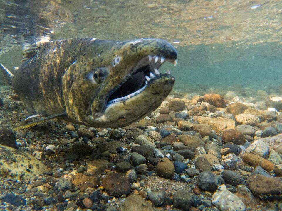 What Is a Zombie Salmon? What They Are and Where They Live Explained