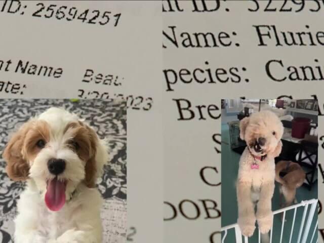 New documents detail horrific injuries of dog who died in trainer's care