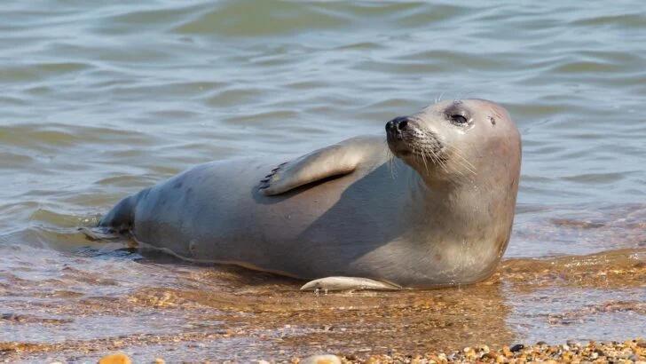 13 Endangered Species in The US - NewsBreak