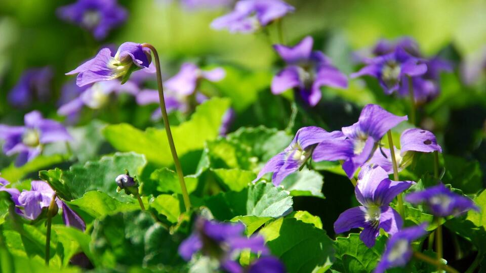 11 Reasons Wild Violets Are a Valuable Addition to Any Garden Space ...