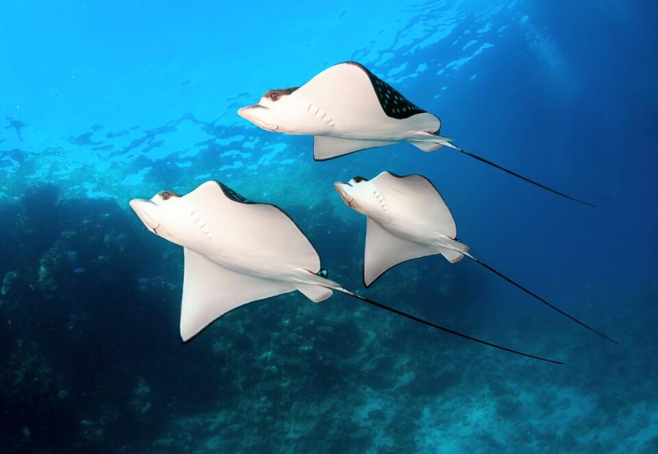 Tracking endangered rays: A new chapter in marine conservation - NewsBreak