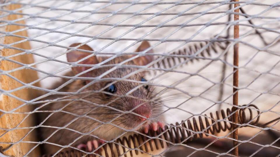 Trapping Laws in Kansas: Licenses, Seasons, Traps, and Pelt Rules ...