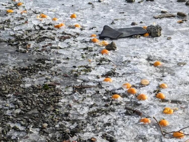 What's up with the oranges on the shores of Gas Works Park?