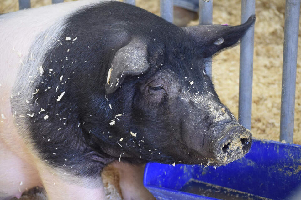 Some Chiefs fans apparently offered to bring live pigs & hogs to Sunday ...