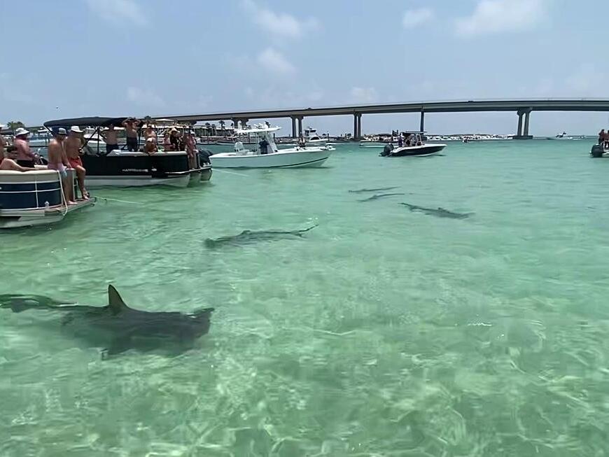 Hammerhead Sharks Thrill Spectators Near Orange Beach as Viral Video