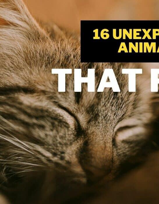 16 Unexpected Animals You Didn’t Know Could Purr - NewsBreak
