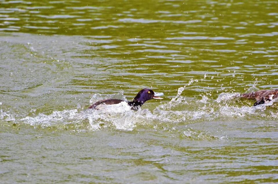 Duck Hunting Laws in Louisiana: Seasons, Licenses, Limits, and Zones ...
