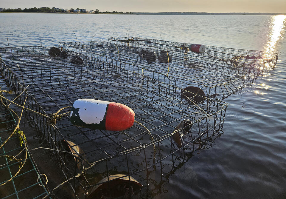 Warwick Horseshoe Crab Harvesting Operation Received Special Favor