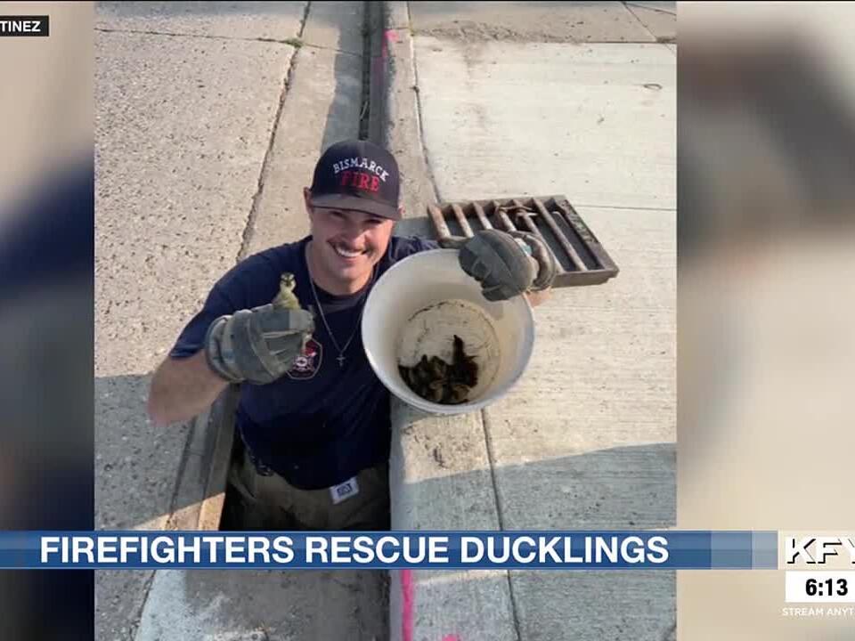 Bismarck firefighters rescue ducklings from sewer drain