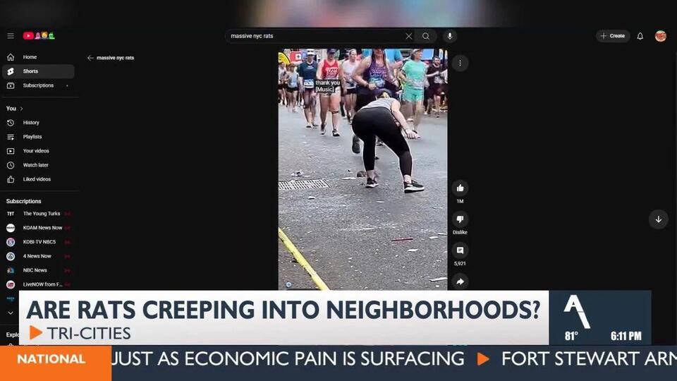 Rat population surges across Tri-Cities as residents report increased ...