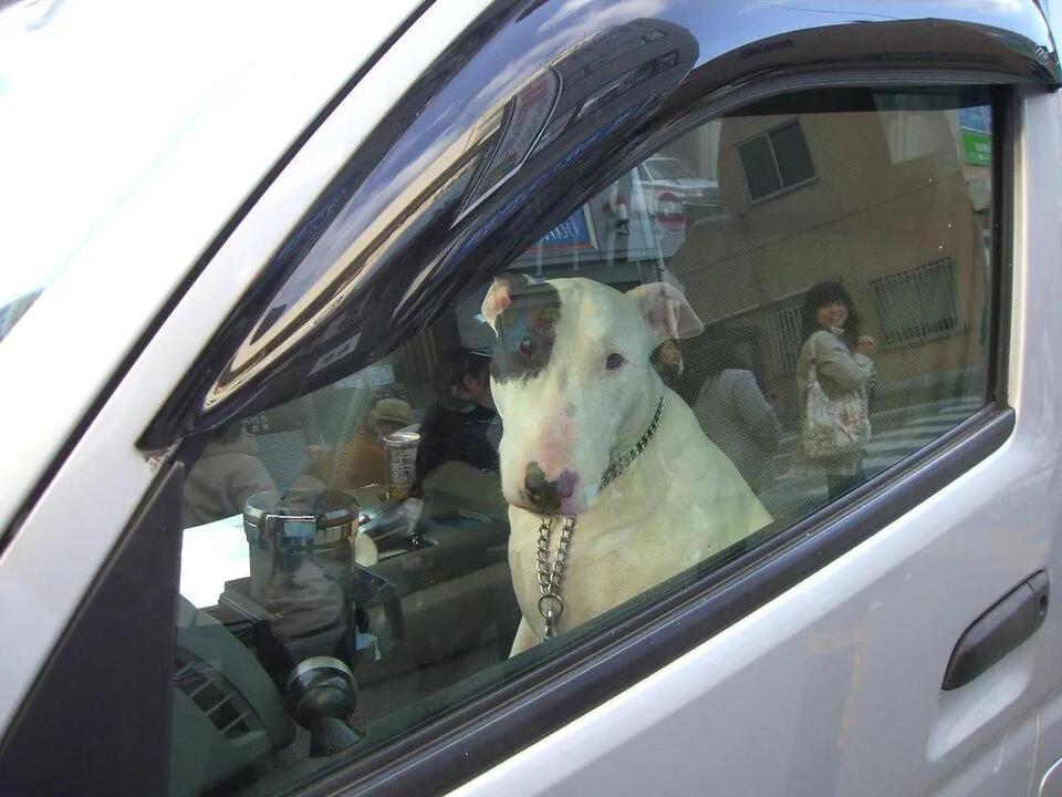 South Dakota Law on Leaving Dogs in Cars: Penalties, Rescue Rights, and ...