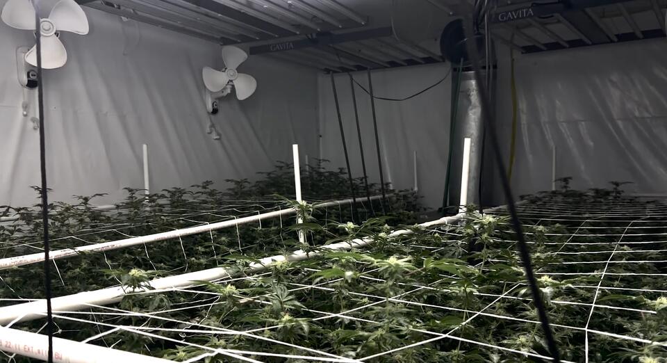 Marshal's eviction visit uncovers massive illegal cannabis farm in the Bronx