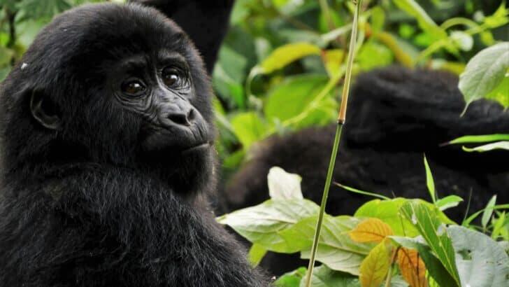 Koko the Gorilla Changed the Way We See Apes - NewsBreak
