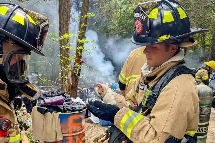 Chattanooga firefighters rescue kitten from small fire in homeless ...