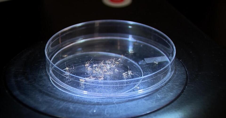 Dengue fever: 3 cases in Orange County; 152 local cases in Florida ...
