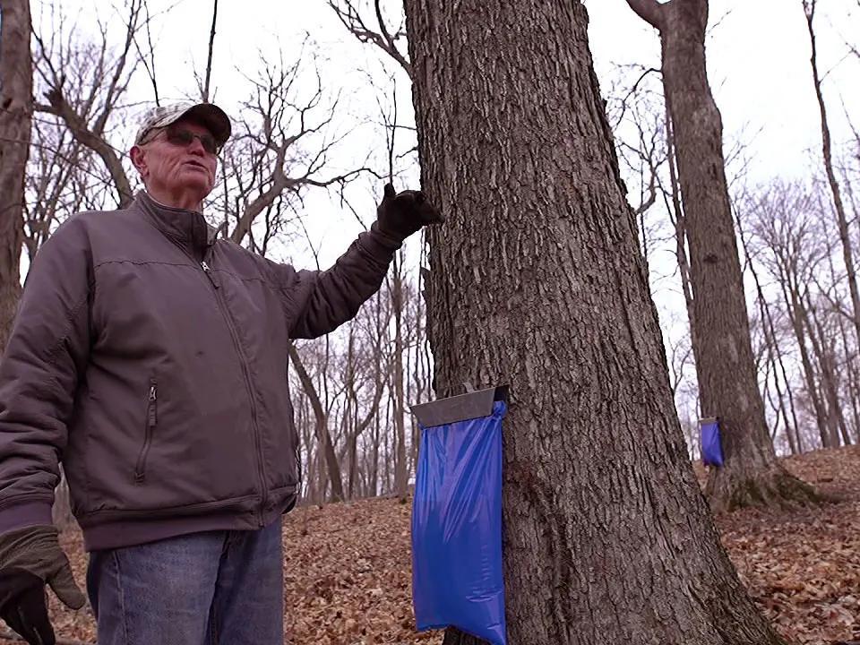 Maple syrup in January?