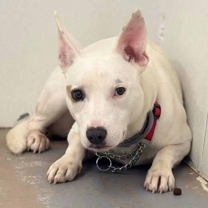 🐶 Gentle, Playful Dogs Ready for Adoption in Easton, PA - NewsBreak