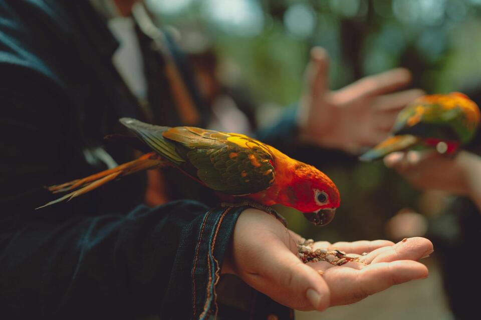 The Best Feeding Techniques for Picky Exotic Pets - NewsBreak