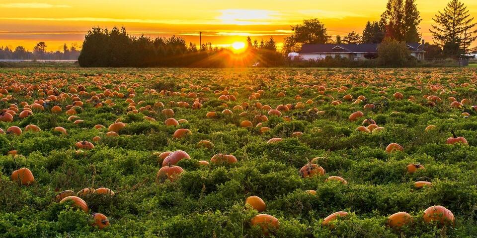 'It's the Great Pumpkin, Charlie Brown' Turns 60. How Charlie Brown ...