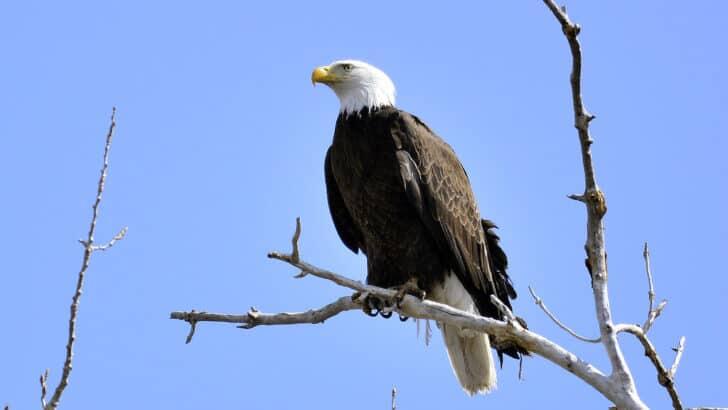 What Happens If a Shark Crosses Paths With an Eagle in the Wild