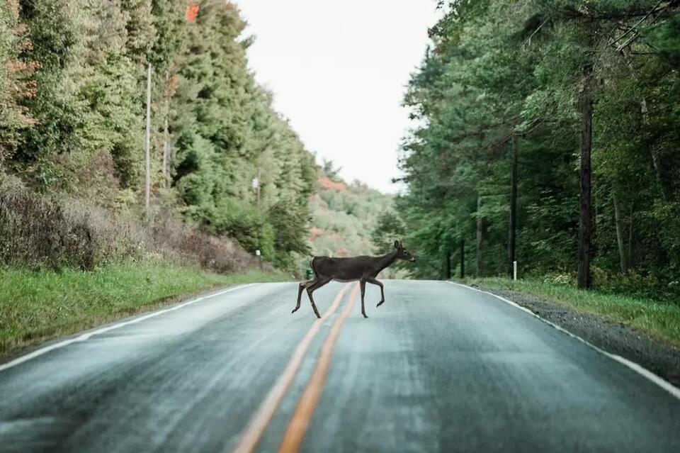 Indiana Drivers – Here’s What to Do After Hitting an Animal - NewsBreak